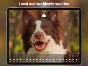 dog days weather live ipad images 4