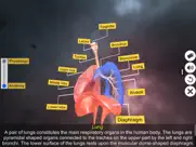 respiratory system physiology ipad images 3