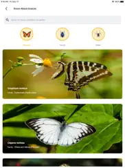 insect photo identifier ai ipad resimleri 3