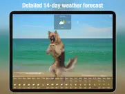 dog days weather live ipad resimleri 3