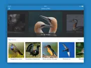 oiseaux 2 pro iPad Captures Décran 1