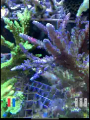ai reef cam ipad images 3