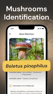 mushroom identification id iphone images 1