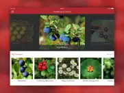 wild berries and herbs 2 pro ipad capturas de pantalla 1