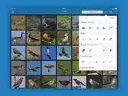 oiseaux 2 pro iPad Captures Décran 2