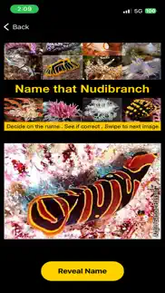 name that nudibranch iphone images 3