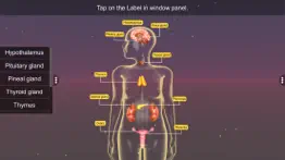 endocrine system iphone images 4