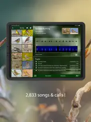 bird songs europe north africa ipad capturas de pantalla 4