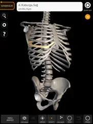 skeleton 3d anatomy ipad resimleri 1