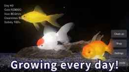 goldfish - aquarium fish tank iphone images 3