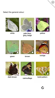 butterflies & day moths uk айфон картинки 4