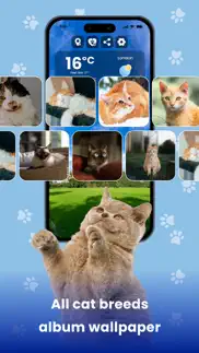 weather kitty - cute cat radar iphone resimleri 1