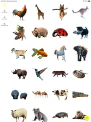 imagier animaux iPad Captures Décran 1