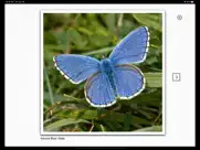 butterflies & day moths uk айпад изображения 2