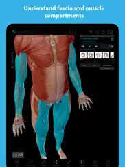 muscles & kinesiology ipad images 4