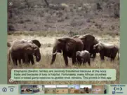 african wildlife puzzles ipad images 4