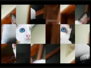adorable cat puzzles ipad images 2