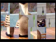 adorable cat puzzles ipad images 1