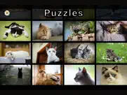 adorable cat puzzles ipad images 3