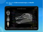 vet-anatomy ipad images 2