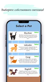 Смотреть pet: собака и кошка айфон картинки 4