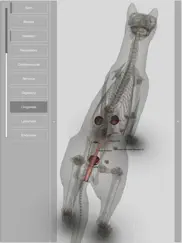 3d cat anatomy ipad bildschirmfoto 4