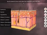 skin: integumentary system ipad images 2