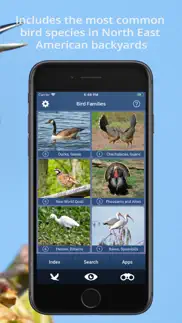 bird id usa - backyard birds iphone images 3