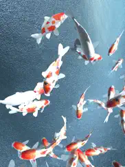 koi - aquarium ipad images 1