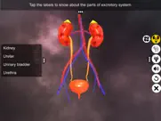 urinary system physiology ipad images 2