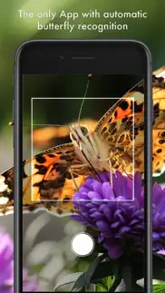 butterfly id - uk field guide iphone images 2