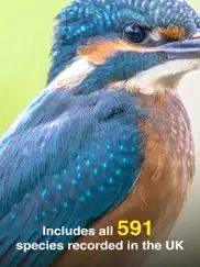 all birds uk - the photo guide ipad images 2