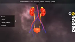 urinary system physiology iphone images 2