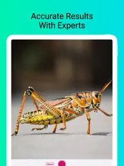 insect identifier - scan bugs ipad images 2