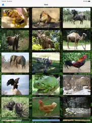 hayvan sesleri ipad resimleri 3
