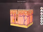 skin: integumentary system ipad images 1
