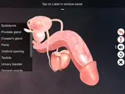 human reproductive system ipad images 3