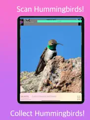 hummingbird identifier ipad images 1