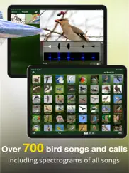 all birds uk - the photo guide ipad images 3