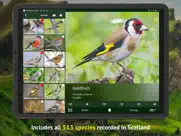 all birds scotland photo guide ipad images 3