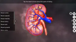 urinary system physiology iphone images 4