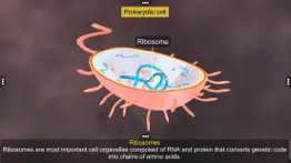 prokaryotic & eukaryotic cell iphone images 3
