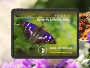 butterfly id - uk field guide ipad images 1