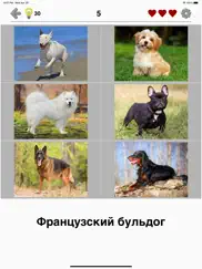 Собаки - Викторина о породах айпад изображения 1