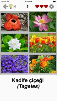 Çiçekler: bitkileri tanımlayın iphone resimleri 2