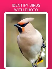 birdlens - identify birds app ipad images 1