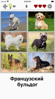 Собаки - Викторина о породах айфон картинки 1