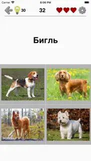 Собаки - Викторина о породах айфон картинки 4