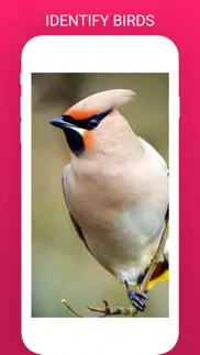 birdlens - identify birds app iphone images 1