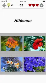 Çiçekler: bitkileri tanımlayın iphone resimleri 4
